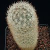 Escobaria_orcutti_v_macraxima